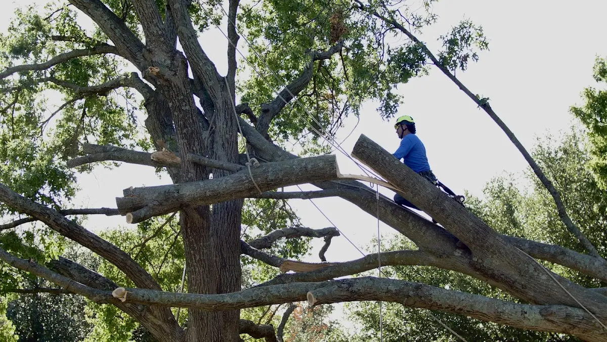 Professional Crown Thinning performed by certified arborists in Louisville